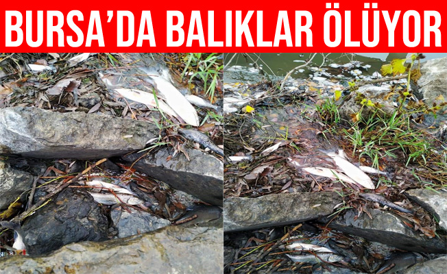 Bursa’daki balık ölümleri tedirgin ediyor