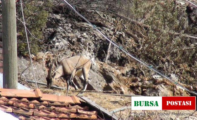 Antalya’da mahallenin ürkek misafirleri