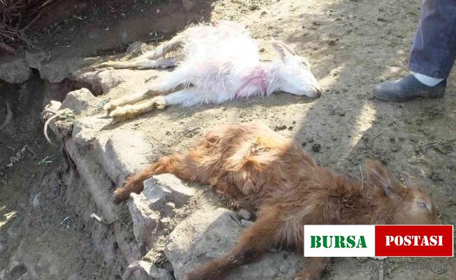 Balıkesir’de sahipsiz köpekler keçileri parçaladı