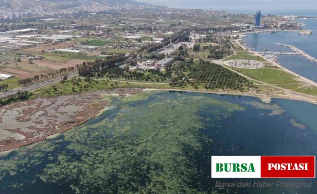 Deniz marulu İzmir’de yeniden görüldü