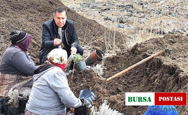 Dinar’da lavanta fidan dikimi başladı