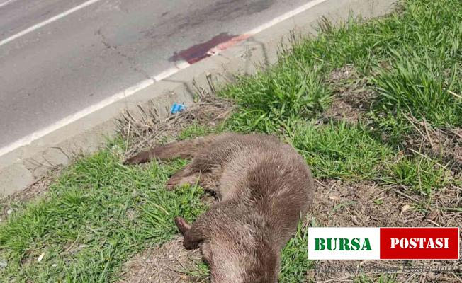 Diyarbakır’da su samuru yol kenarında ölü bulundu