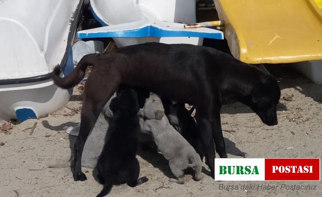 Erdek Kaymakamı Aksoy köpek katliamına duyarsız kalmadı