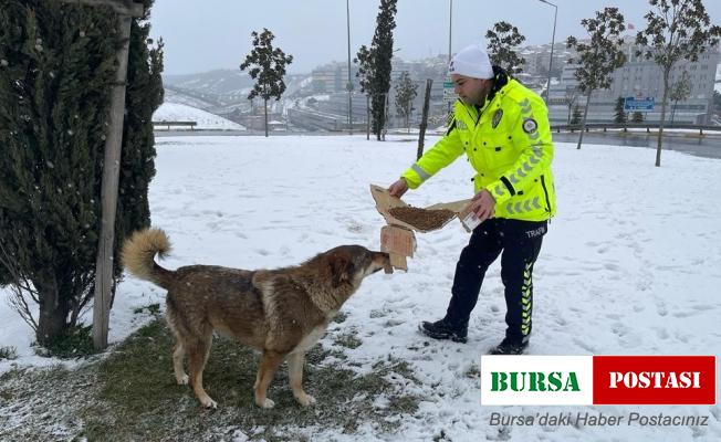 İstanbul polisi hem yolda kalanlara yardım etti, hem de sokak hayvanlarını besledi