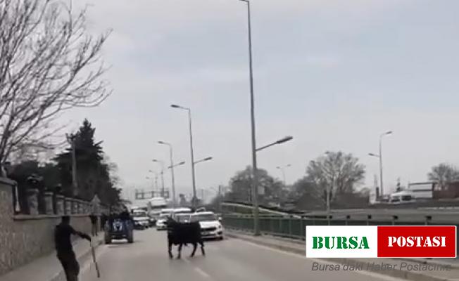 Kızgın boğa İspanyol arenasını aratmadı