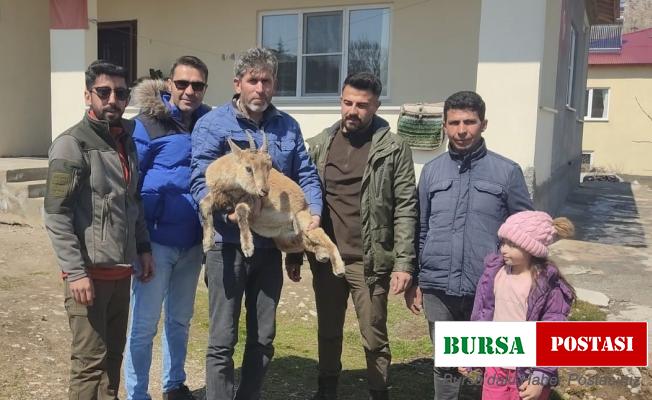 Köpeklerin saldırısından kaçan yavru yaban keçisi eve sığındı