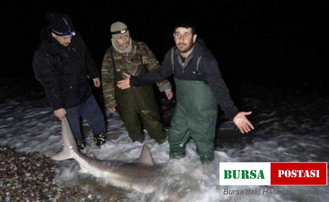 Kuzu balığı zannettiler oltayla 2 metrelik köpekbalığı çektiler