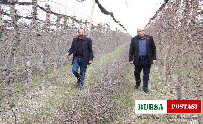 Mart ayının soğuk geçmesi elmada don riskini azalttı