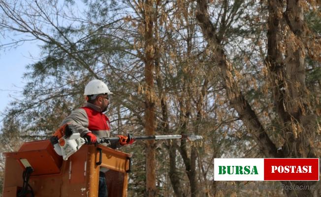 Melikgazi’de ağaçlar daha uzun ömürlü olması için budanıyor