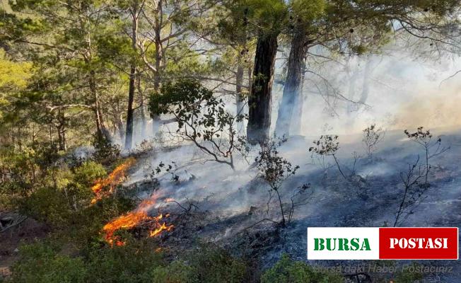 Mersin’de orman yangını, büyümeden kontrol altına alındı