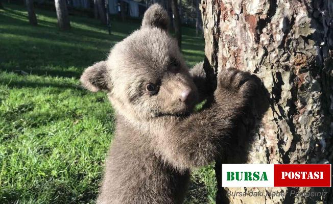 Meşhur boz ayı Silva’nın kardeşine  “Liva” ismi verildi