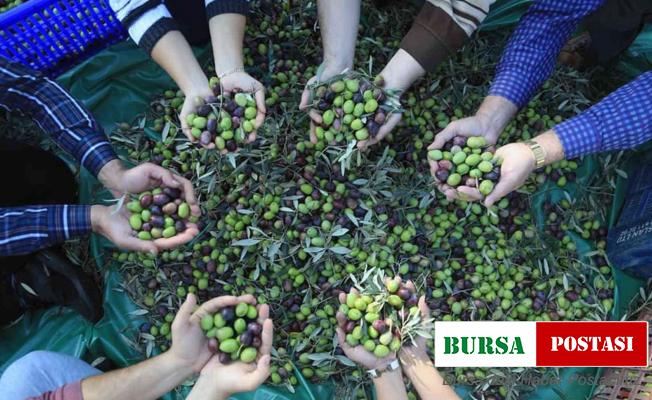 Muğla’daki zeytin verimsizliği masaya yatırıldı