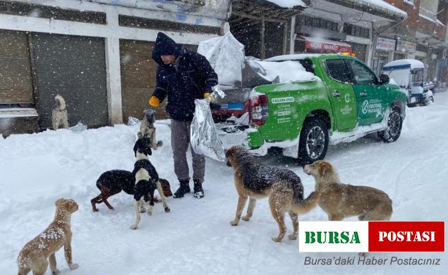 Ordu’da sokak hayvanlarını besleme seferberliği