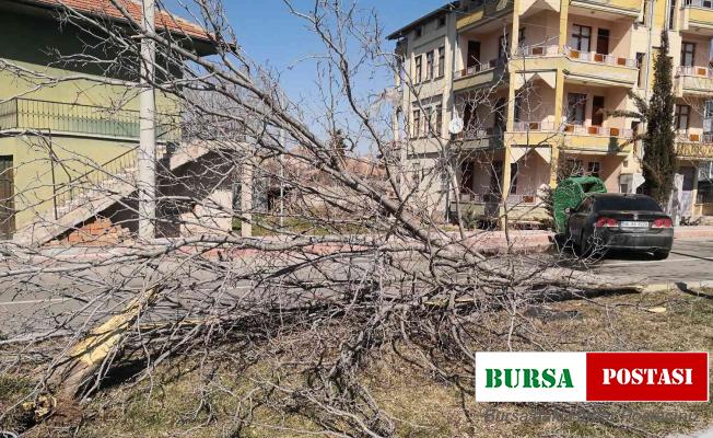 Otomobil refüjdeki ağacı söküp karşı şeritteki çöp konteynerine çarptı