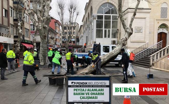 Pendik’te yarım asırlık çınar ağaçlarına baştan aşağı bakım