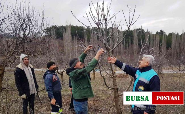 Şaphane’de meyve üreticilerine budama teknikleri eğitimi