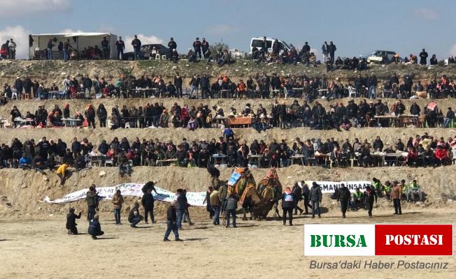 Soğuğa rağmen deve güreşleri nefes kesti