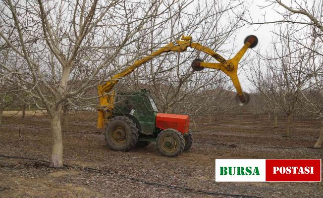 Türkiye’nin en büyük ceviz bahçesinde ilk defa mekanik ceviz budaması yapıldı