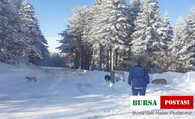 Uludağ’da aç kalan köpeklere jandarma şefkati