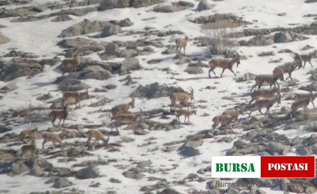 Yaban keçisi sürüsü ile kurtlar aynı karede