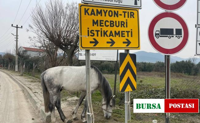 Yol ortasında ağaca bağlı atı görenler şoke oldu